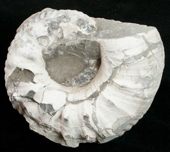 Liparoceras Ammonite - Very D #10710